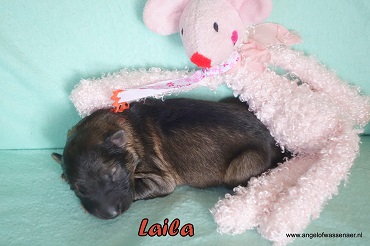 Laila,  grauw Oudduitse Herder teefje van 1 dag oud